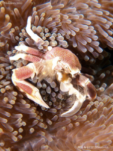 Porcelain crab. by Bea & Stef Primatesta 